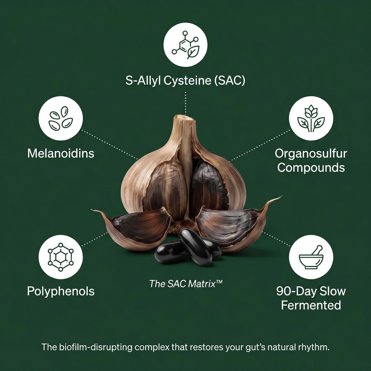 Cartivo Fermented Black Garlic Extract — Daily Rhythm Formula